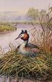 [Great Crested Grebes]
