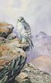 [Gyrfalcon]