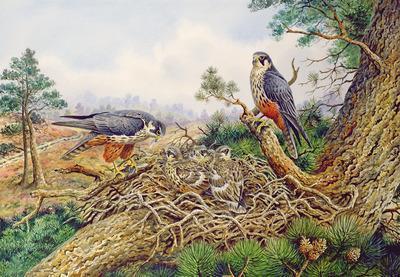 [Donner - Hobbys at their Nest] 