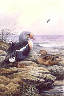 [Donner - King Eider] 