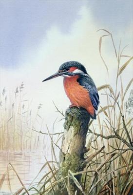 [Donner - Kingfisher, 1984] 