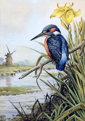 [Donner - Kingfisher with Flag Iris and Windmill] 