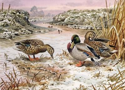 [Donner - Mallards in a Quiet Corner] 