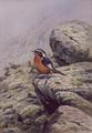 [Moussier's Redstart]
