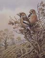 [Pair of Chaffinches]