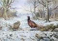 [Pair of Pheasants with a Wren]