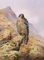 [Peregrine Falcon]