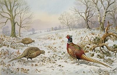 [Donner - Pheasant and Partridges] 
