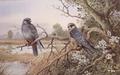 [Red Footed Falcons]