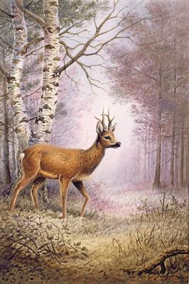 [Donner - Roe Deer] 