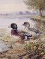 [Silver Call Ducks]