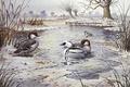 [Smew]