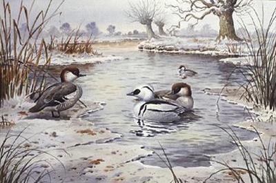 [Donner - Smew] 