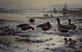 [White Fronted Geese]