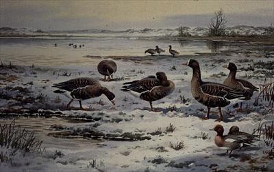 [Donner - White Fronted Geese] 