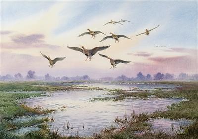 [Donner - White Fronted Geese Alighting] 