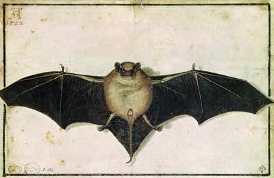 [Durer - Bat] 