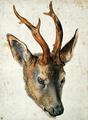 [Head of a Roe Deer]