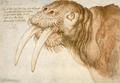 [Head of a Walrus]