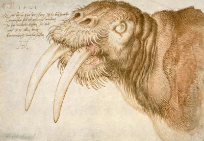 [Durer - Head of a Walrus] 