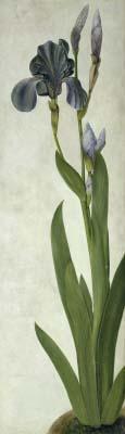 [Durer - An Iris] 