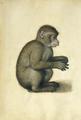 [A Monkey]