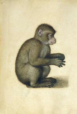 [Durer - A Monkey] 