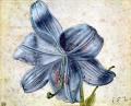 [Study of a Lily]