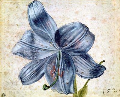 [Durer - Study of a Lily] 