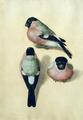 [Three Studies of a Bullfinch]