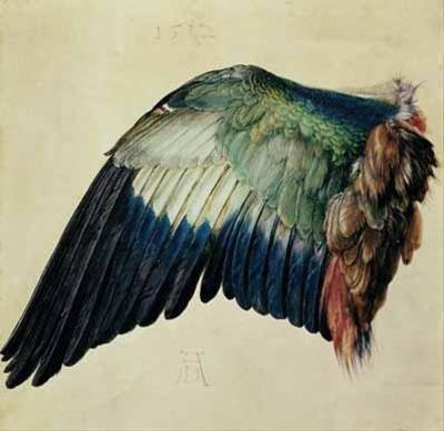 [Durer - Wing of a Blue Roller] 