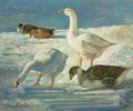 [Geese and Mallards]