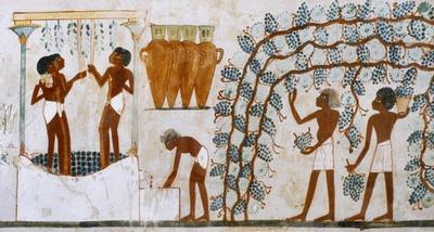 [Egyptian School - Grape Harvesting] 