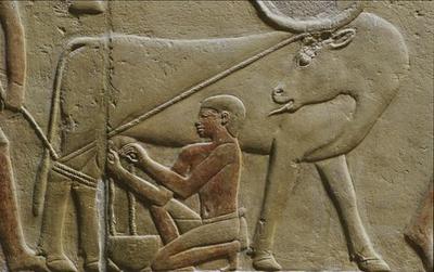 [Egyptian School - Saqqara, Tomb of Kagemni] 