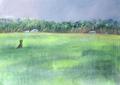 [Rice Fields, Goa]