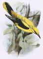 [Golden Oriole]