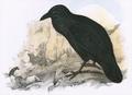 [Raven]