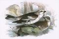 [Snow Bunting]
