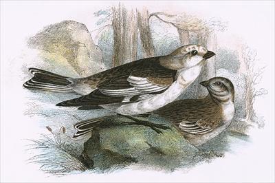 [English School - Snow Bunting] 