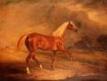 [Chestnut Arab Stallion]