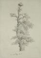 [Ancient Oak Tree with a Stork's Nest]