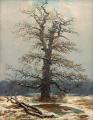 [Oak Tree in the Snow]