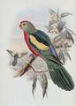 [Beautiful King Parrot]