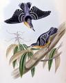 [Beautiful Nuthatch]