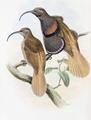 [Bennett's Bird of Paradise]