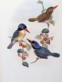 [Black Faced Kingfisher]