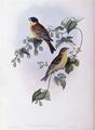[Black Headed Bunting]