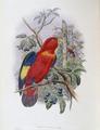 [Blue-Thighed Lory]