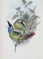 [Blue-Throated Groove-Bill (Touca...]