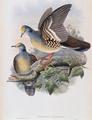 [Branded Pigeon]